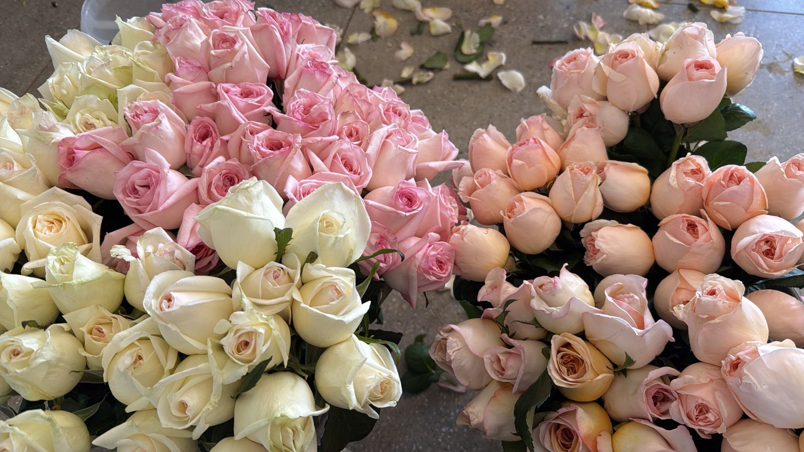 Canvas Roses